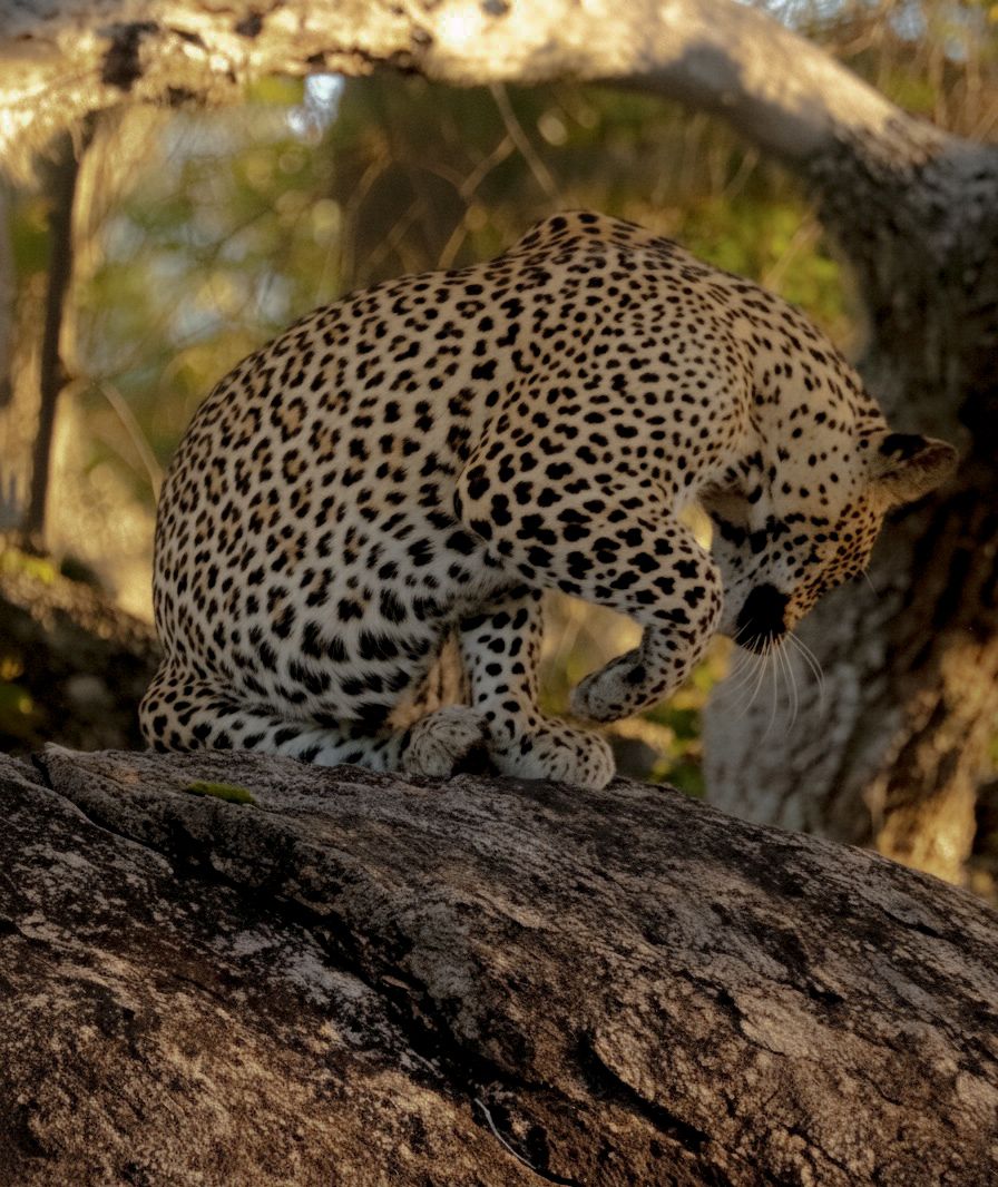 Wilpattu National Park : Morning or Afternoon Safari 